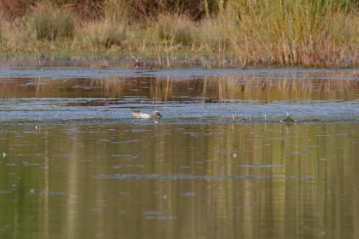 Garganey - ML322373651