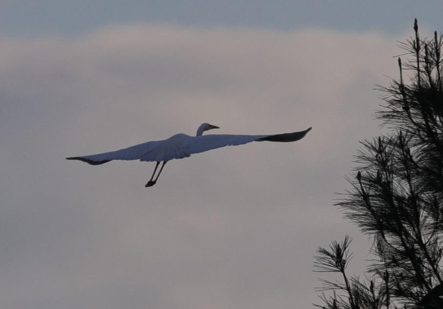 Great Egret - Göktuğ  Güzelbey