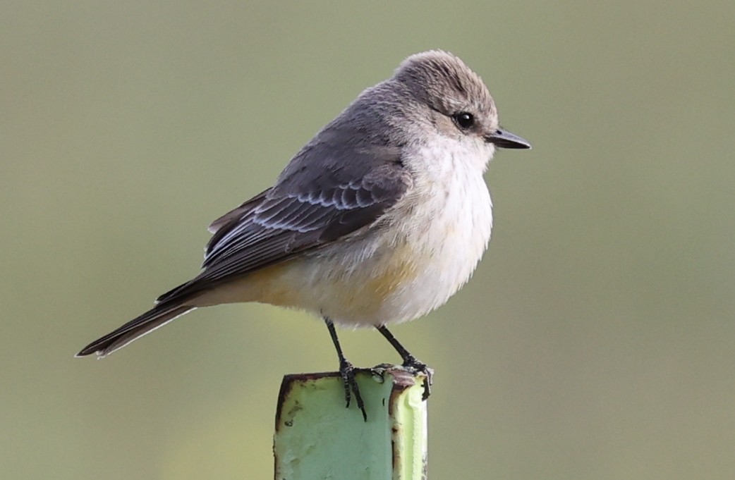 Vermilion Flycatcher - ML322373701