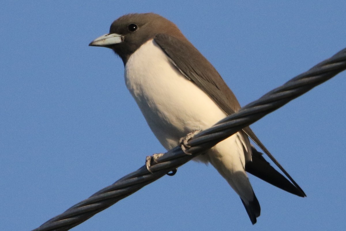 White-breasted Woodswallow - ML32237391