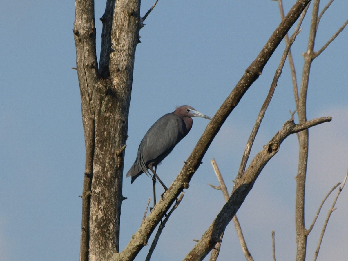 Little Blue Heron - ML32237401