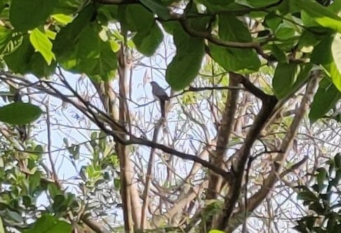 Common Hawk-Cuckoo - Mallika Rajasekaran