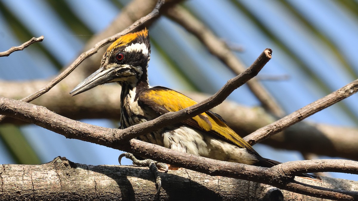 White-naped Woodpecker - ML322374821