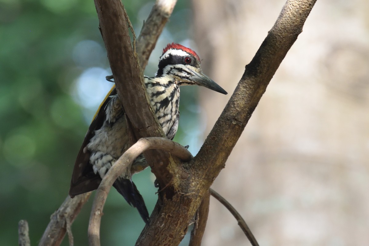 White-naped Woodpecker - ML322374931