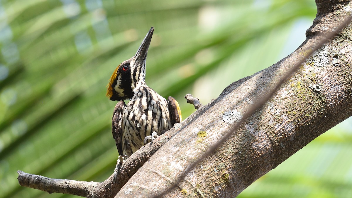 White-naped Woodpecker - ML322374981