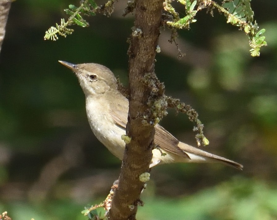 Blyth's Reed Warbler - ML322376911