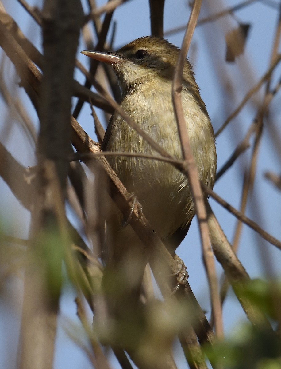 Blyth's Reed Warbler - ML322376941