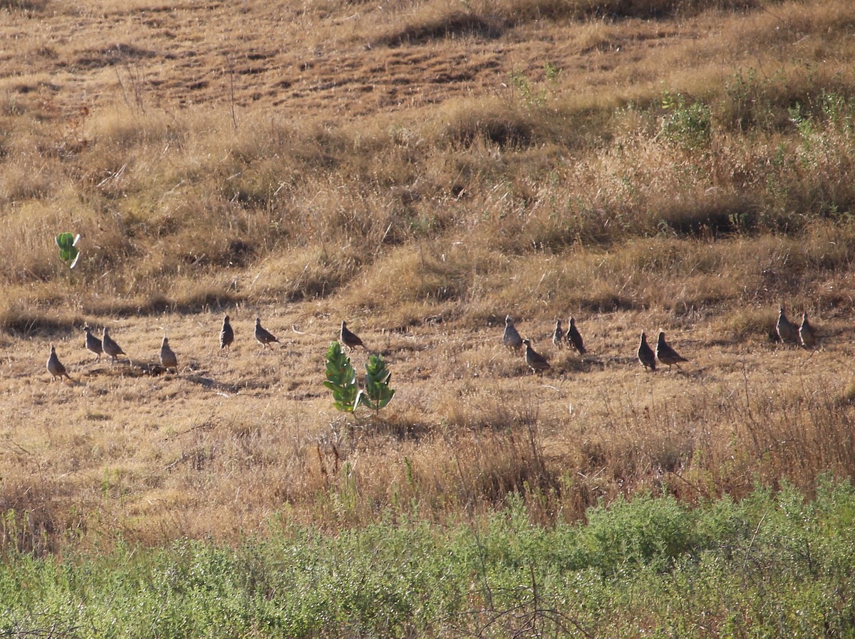 Scaled Quail - Jessie  Brantwein