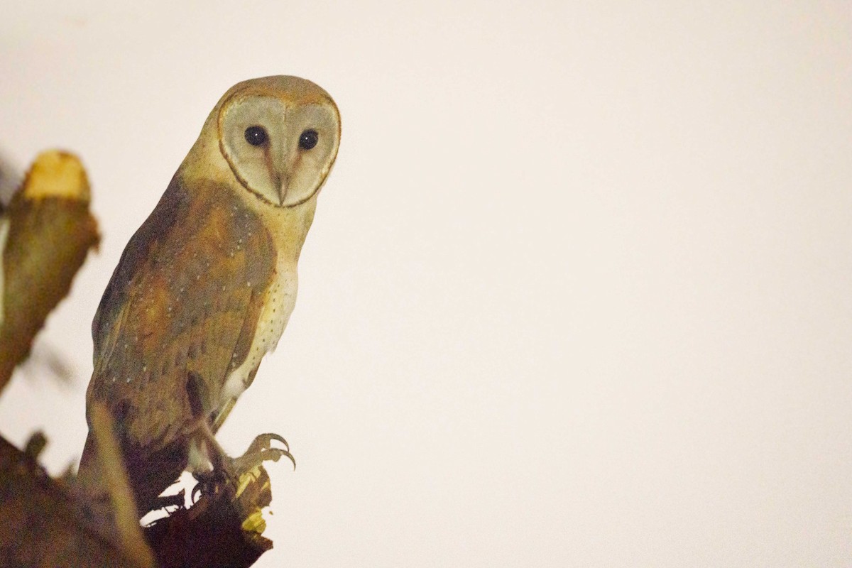 Barn Owl - Havin Richard JE