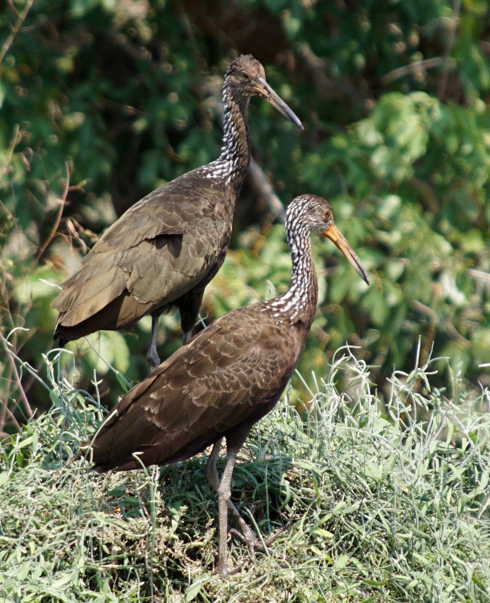 Limpkin - ML322380111