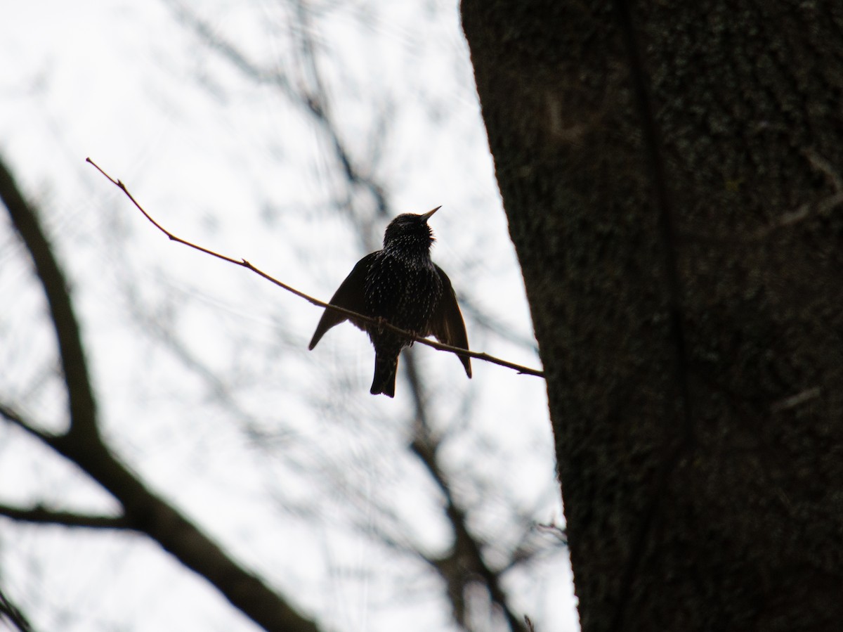 European Starling - ML322381111