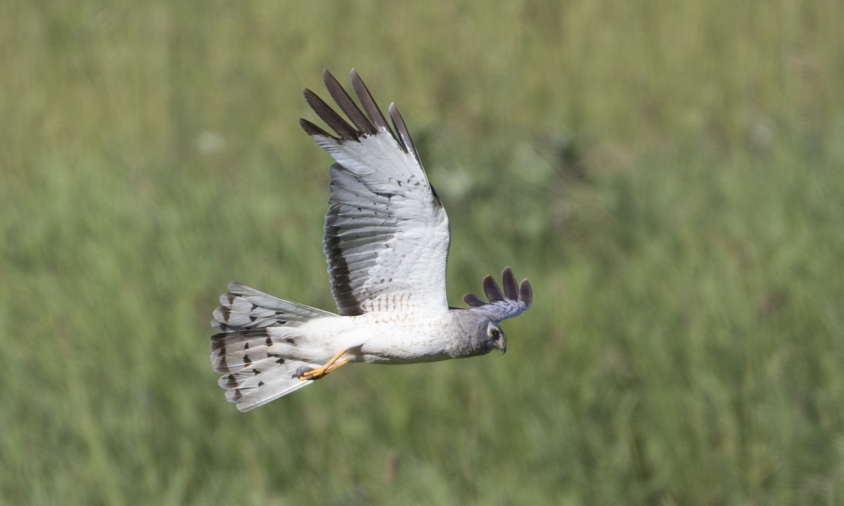 Northern Harrier - ML32238561