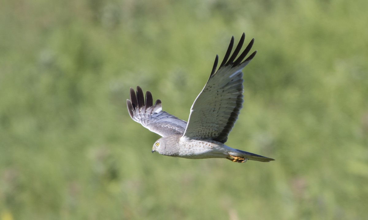 Northern Harrier - ML32238571