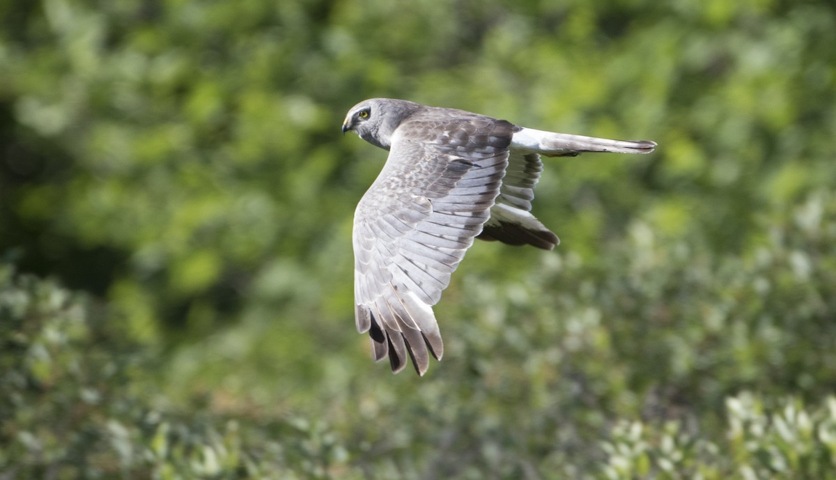 Northern Harrier - ML32238581