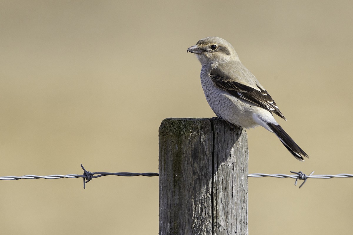 Northern Shrike - ML322386861