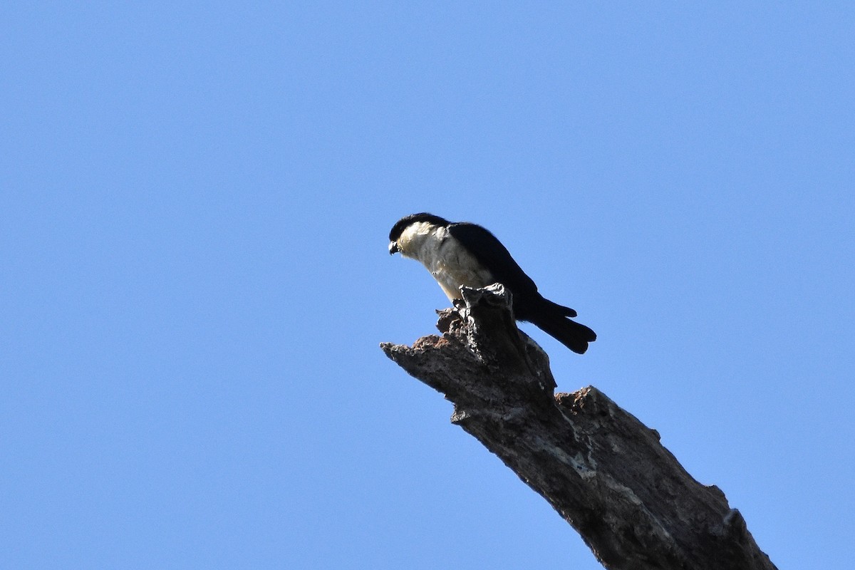 Philippine Falconet - ML322390331