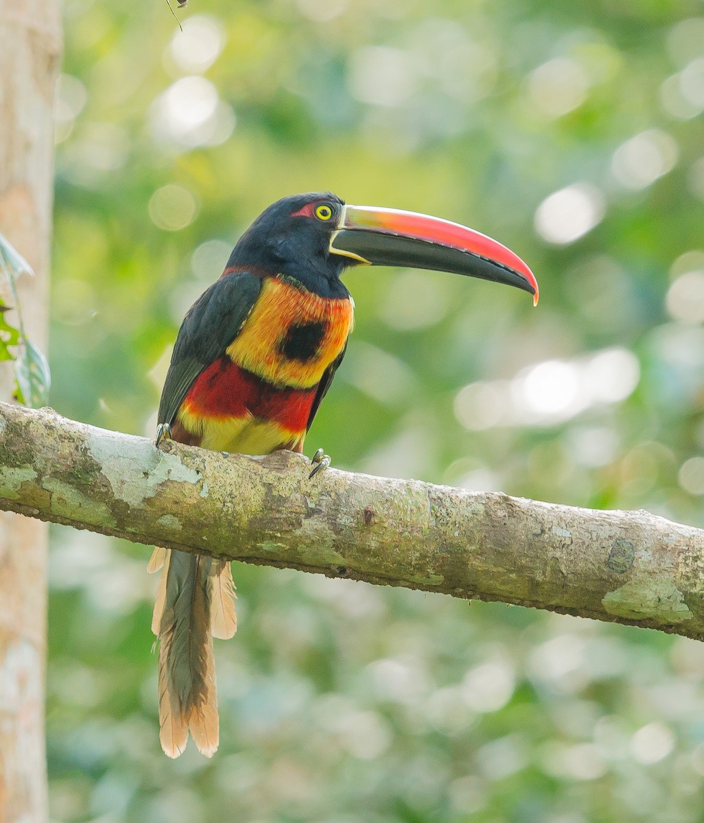 Fiery-billed Aracari - ML322390341