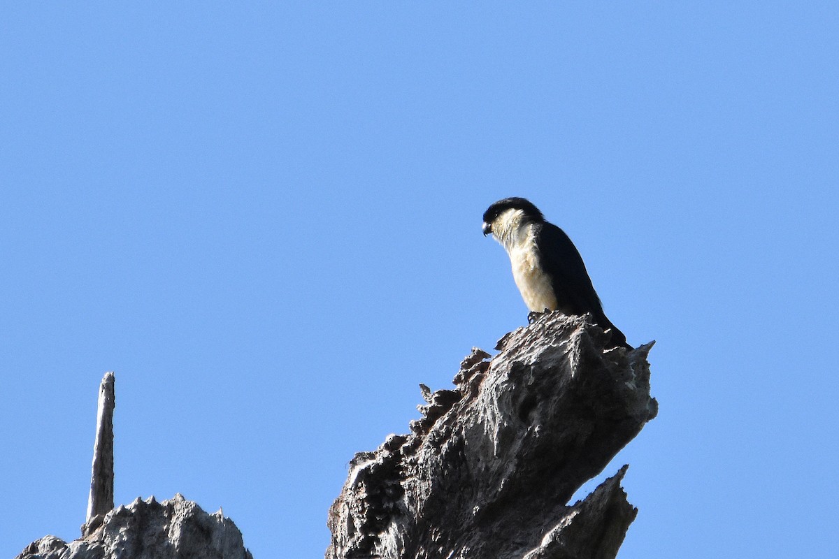 Philippine Falconet - ML322390361