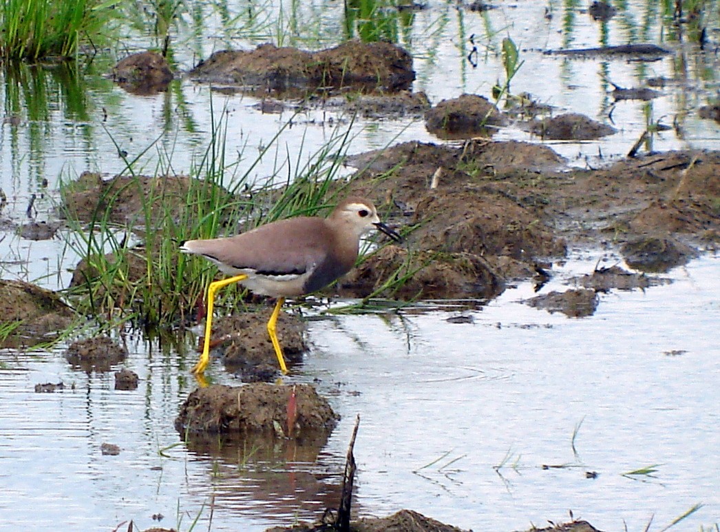 White-tailed Lapwing - ML322393801