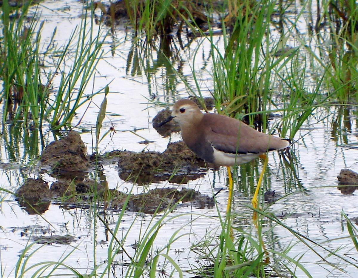 White-tailed Lapwing - ML322393811