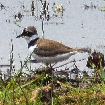 Little Ringed Plover - Robin Cupp