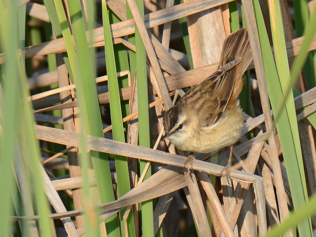 Sedge Warbler - Murat Kocas