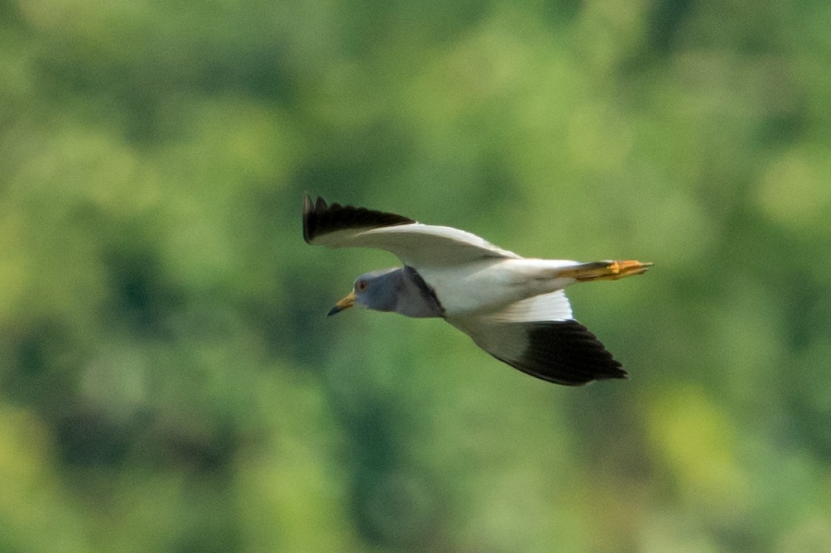 Gray-headed Lapwing - ML322394611