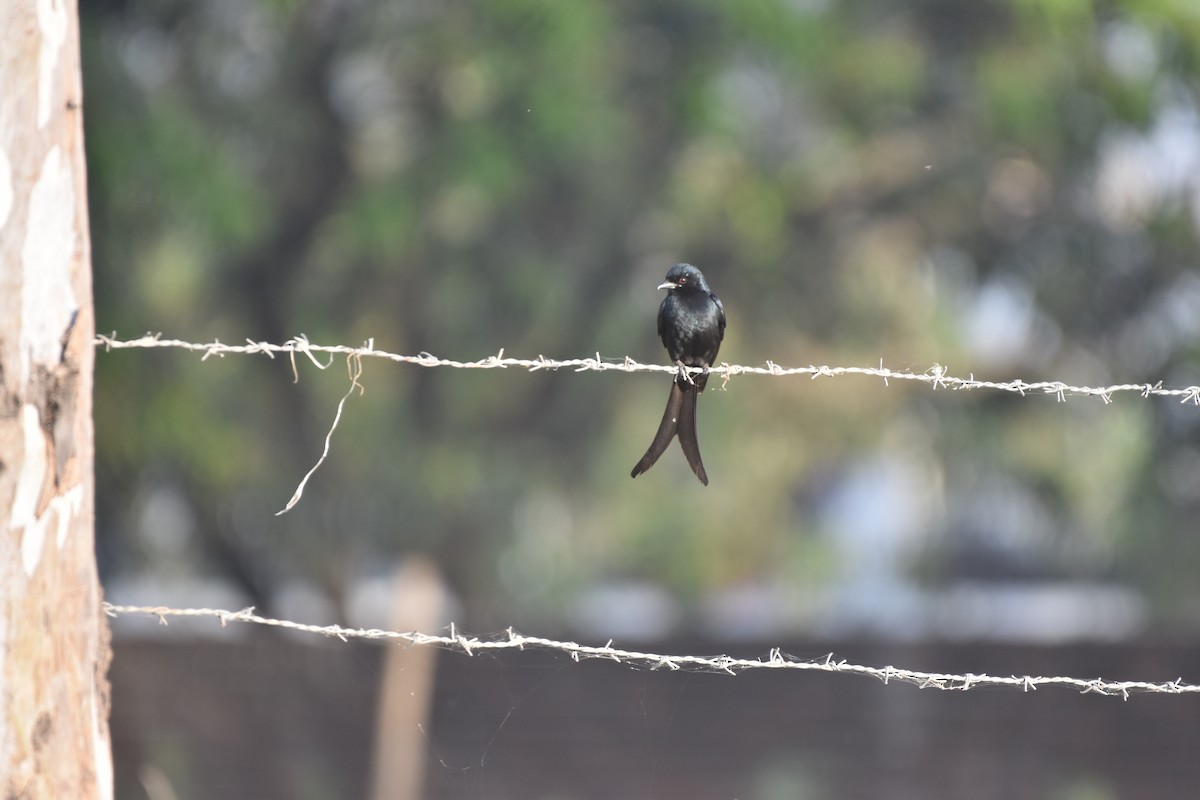 Asian Green Bee-eater - ML322395201