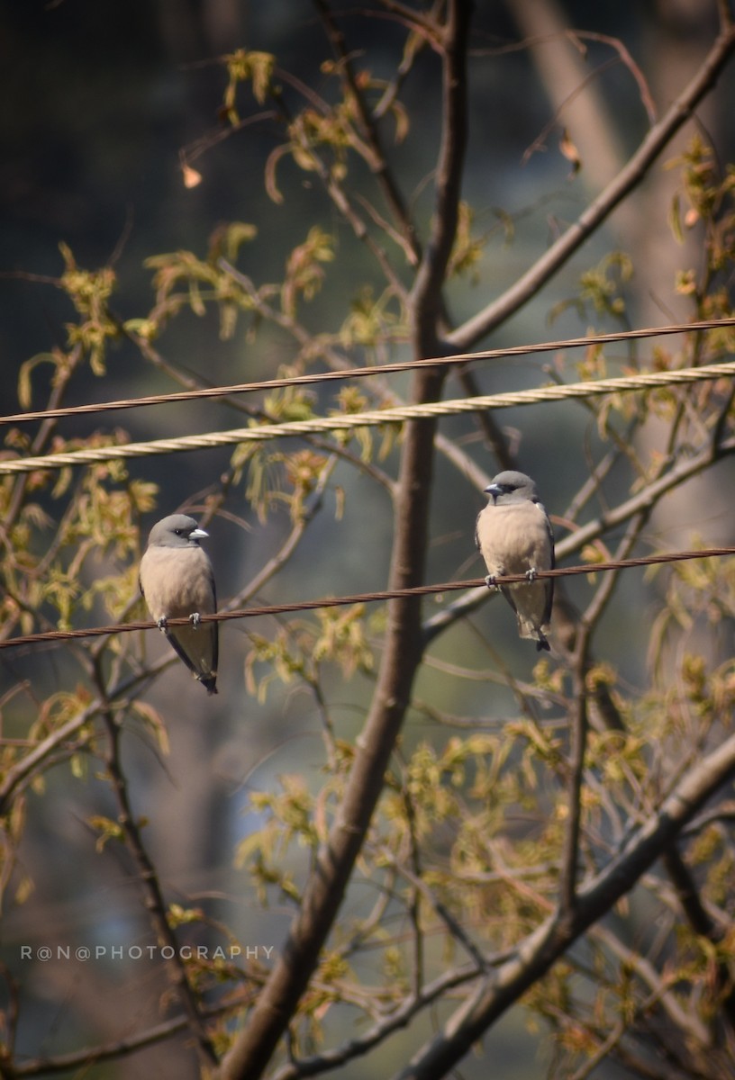 Ashy Woodswallow - ML322395221