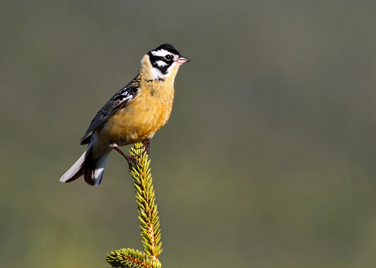 Smith's Longspur - Andrew Spencer