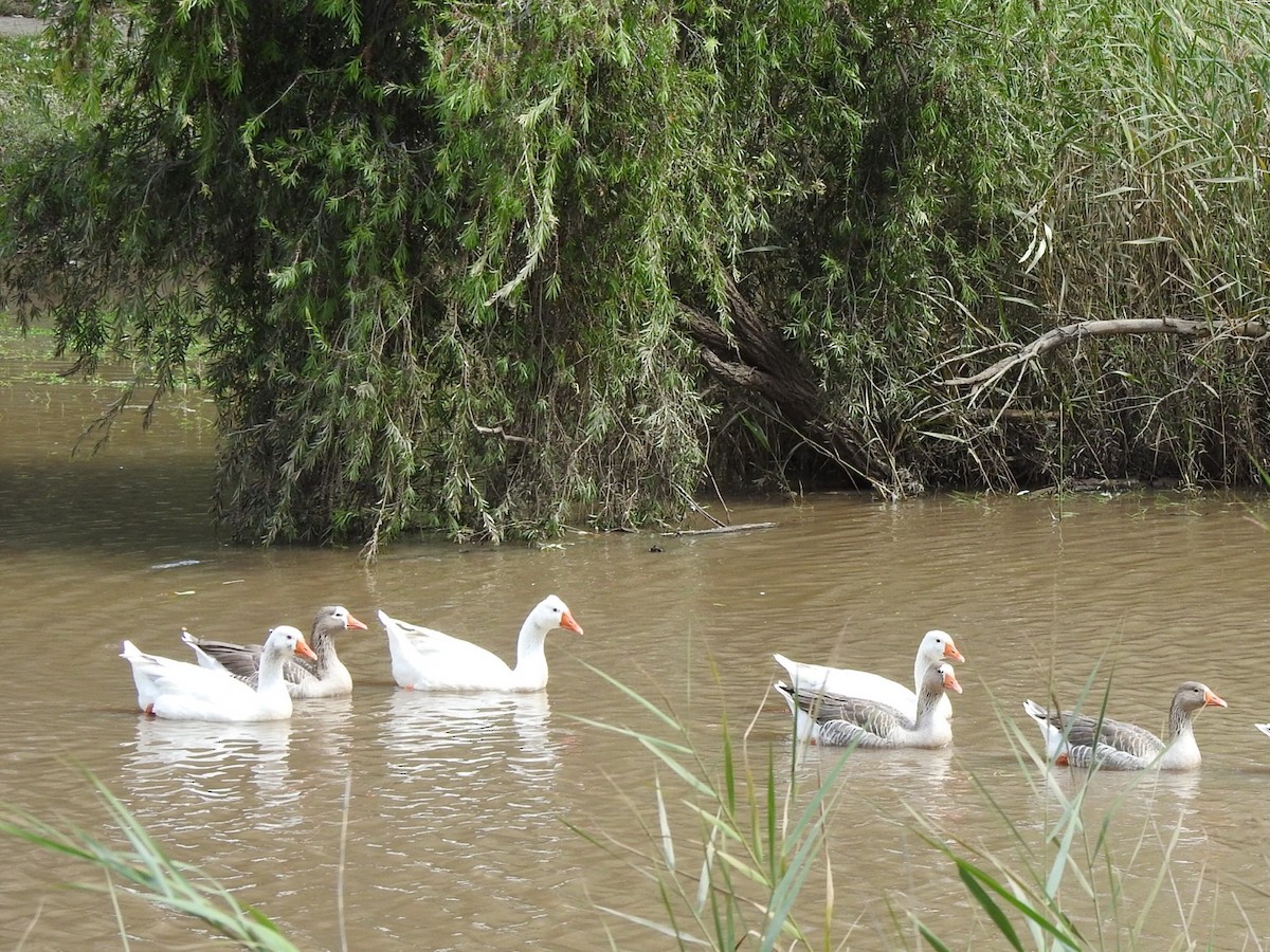 Domestic goose sp. (Domestic type) - ML322395691