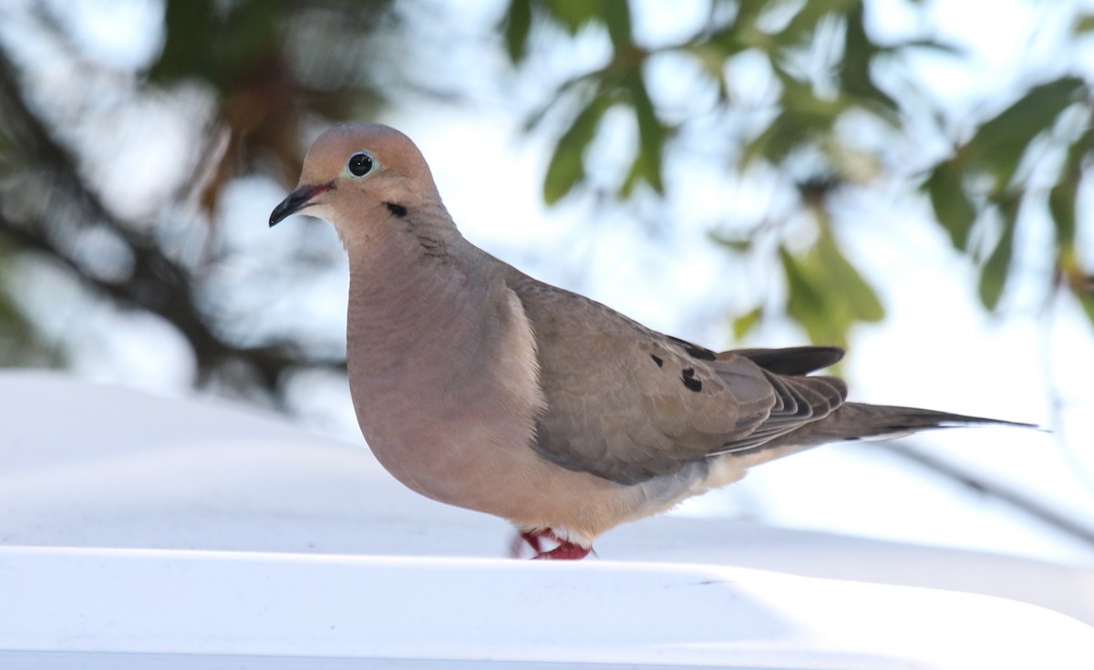 Mourning Dove - ML32239731