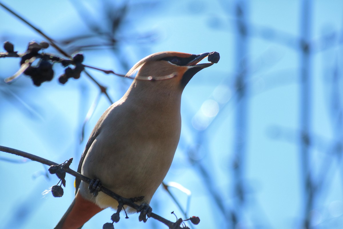Bohemian Waxwing - ML322397751