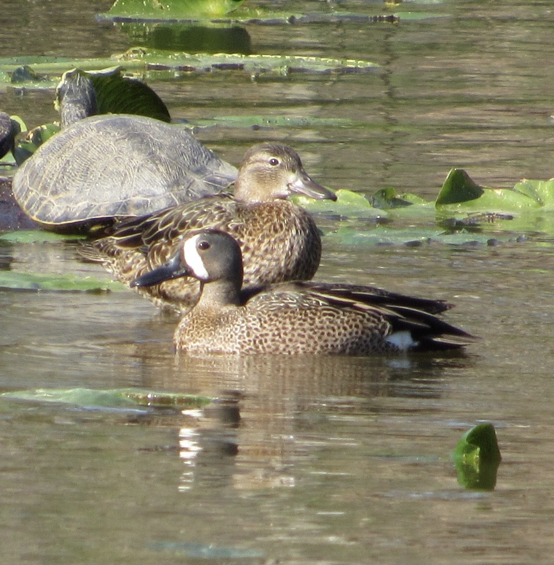 Blue-winged Teal - ML322400191