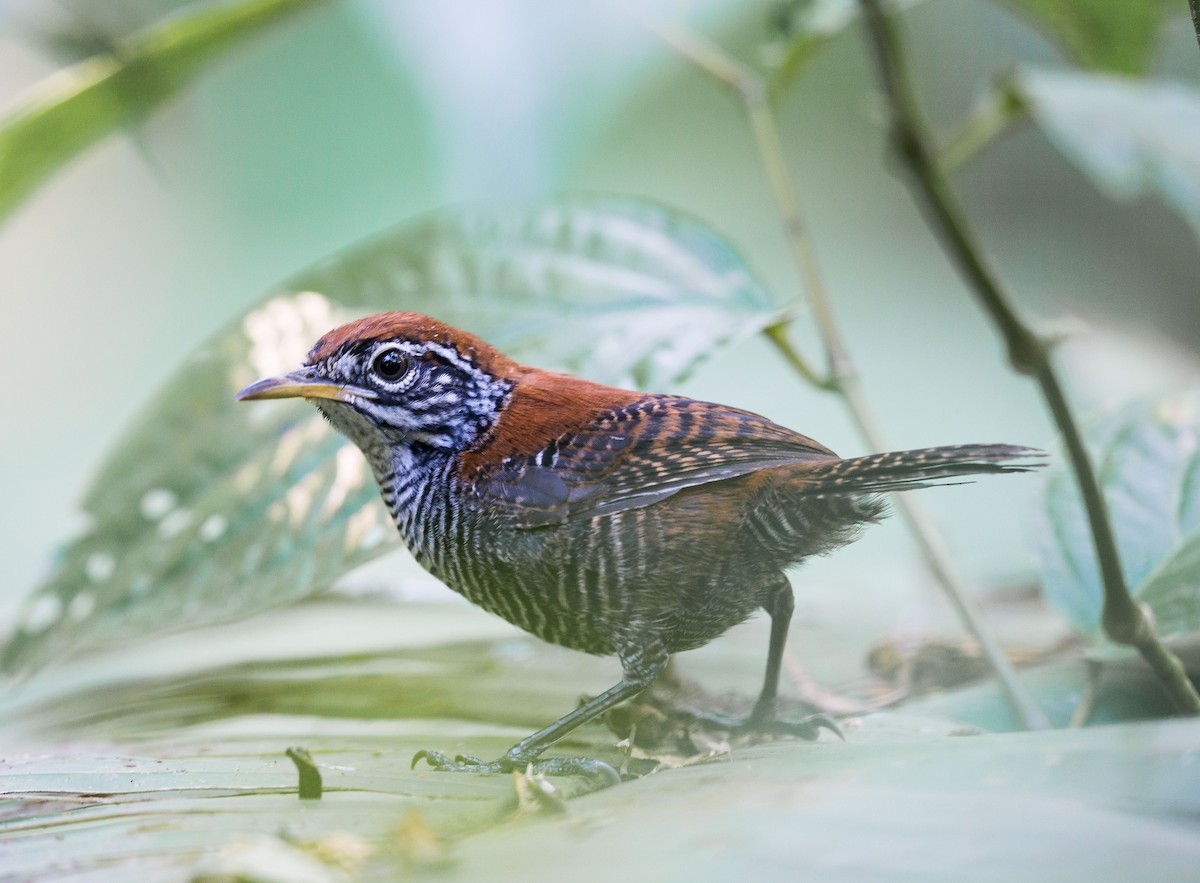 Riverside Wren - ML322400301