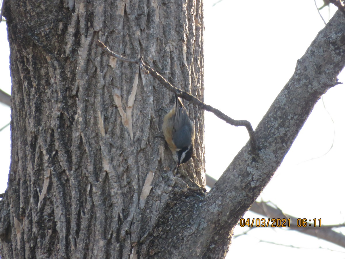 Red-breasted Nuthatch - ML322401821