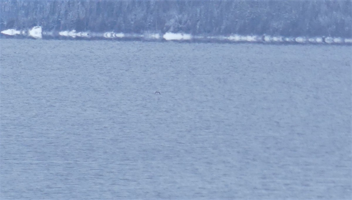 Long-tailed Duck - ML322404711