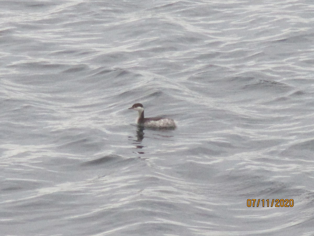 Horned Grebe - ML322404811