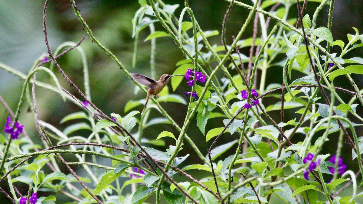 kolibřík tmavolící - ML322407511