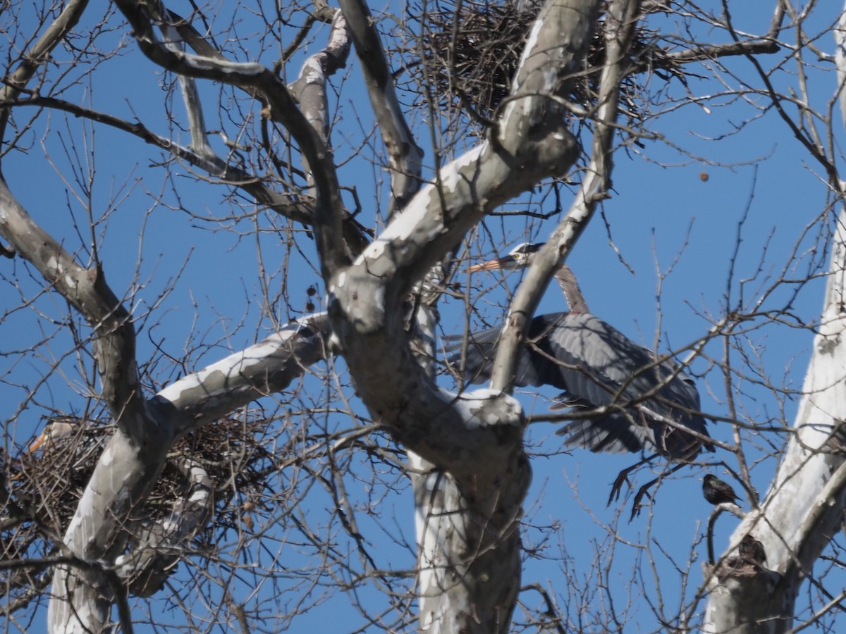 Great Blue Heron (Great Blue) - Sarah Preston