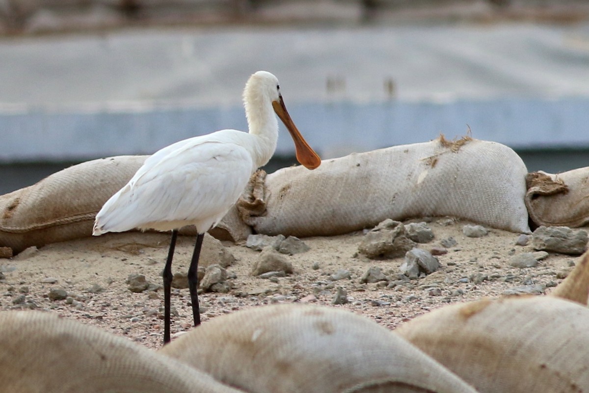 Eurasian Spoonbill - Alexandre Hespanhol Leitão