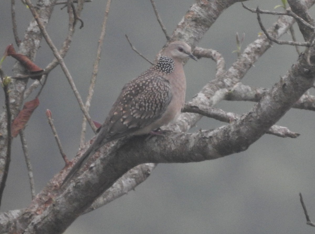 Spotted Dove - ML322408951