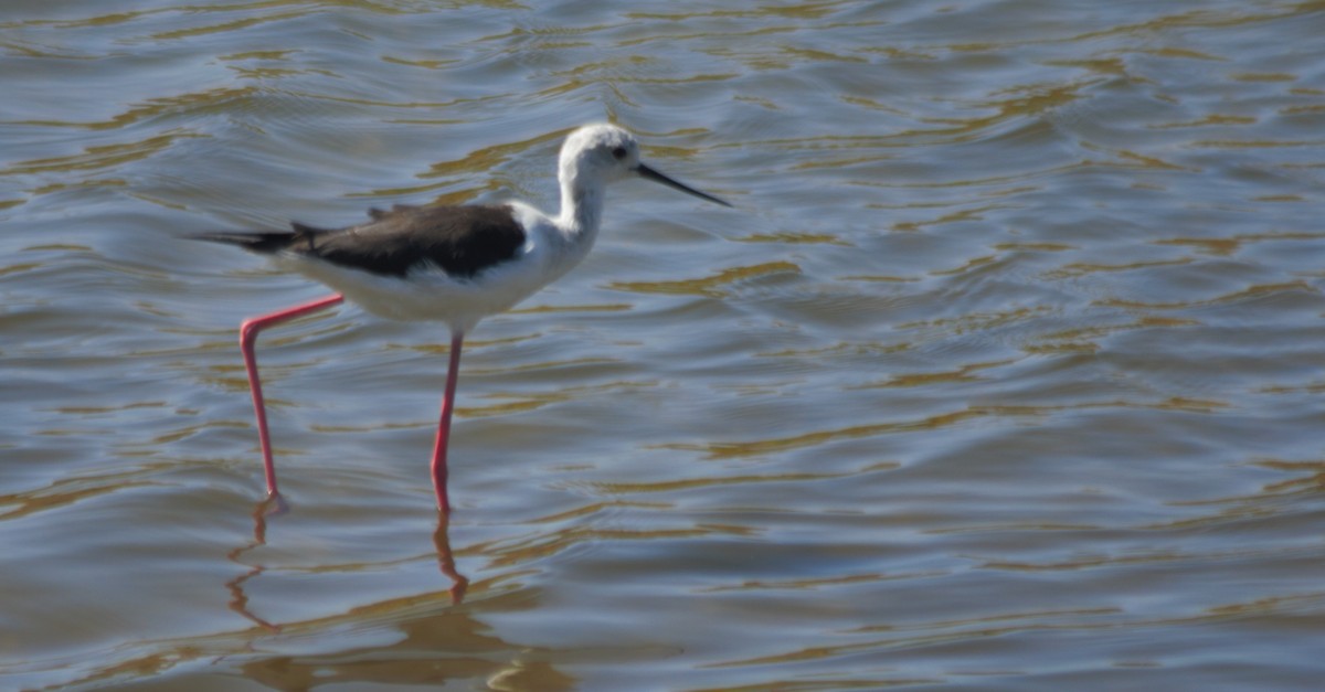 Black-winged Stilt - ML32241191