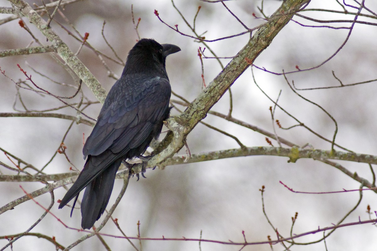 Common Raven - ML322412621