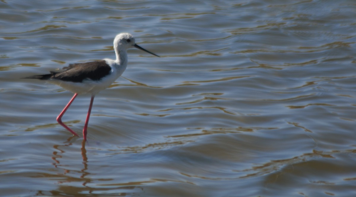 Black-winged Stilt - ML32241301