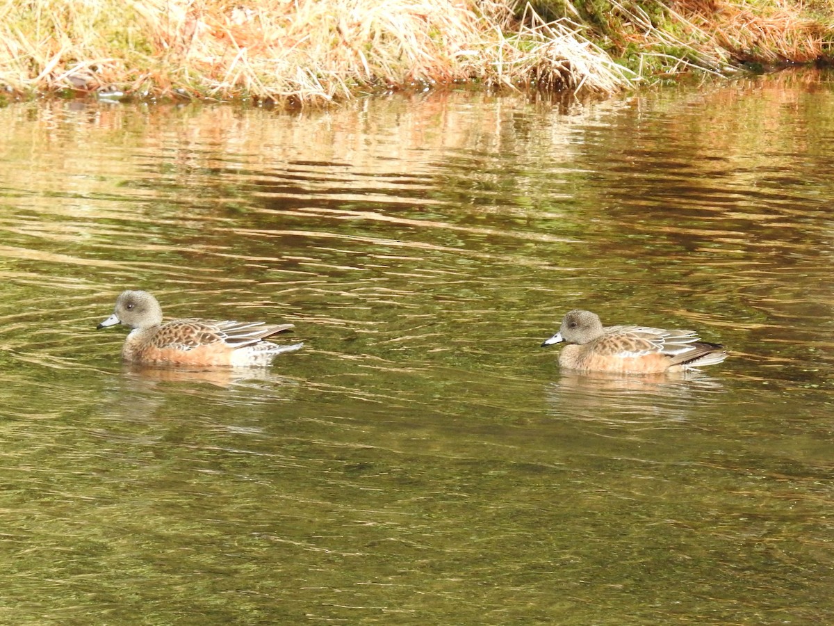 American Wigeon - Tom McNeil