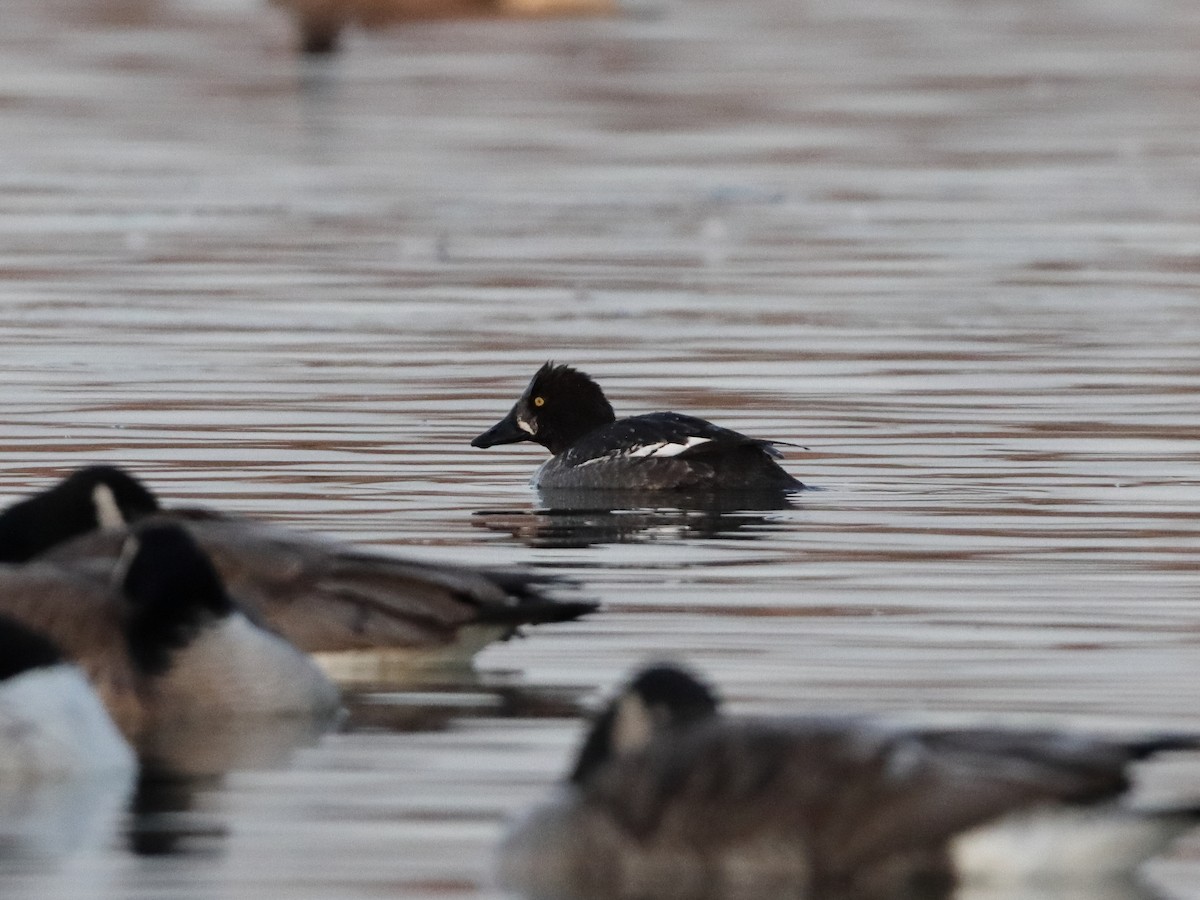 Common Goldeneye - ML322414921