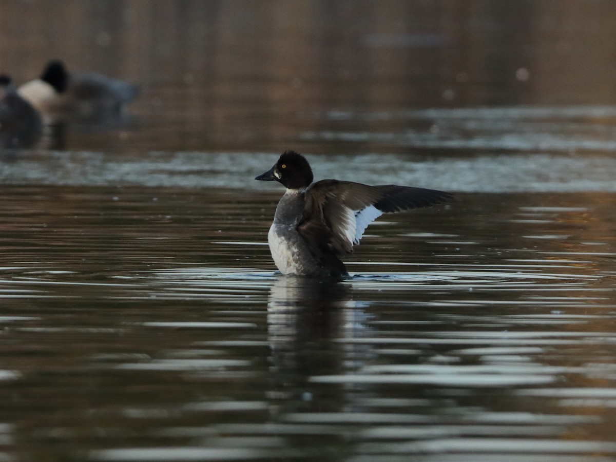 Common Goldeneye - ML322414951
