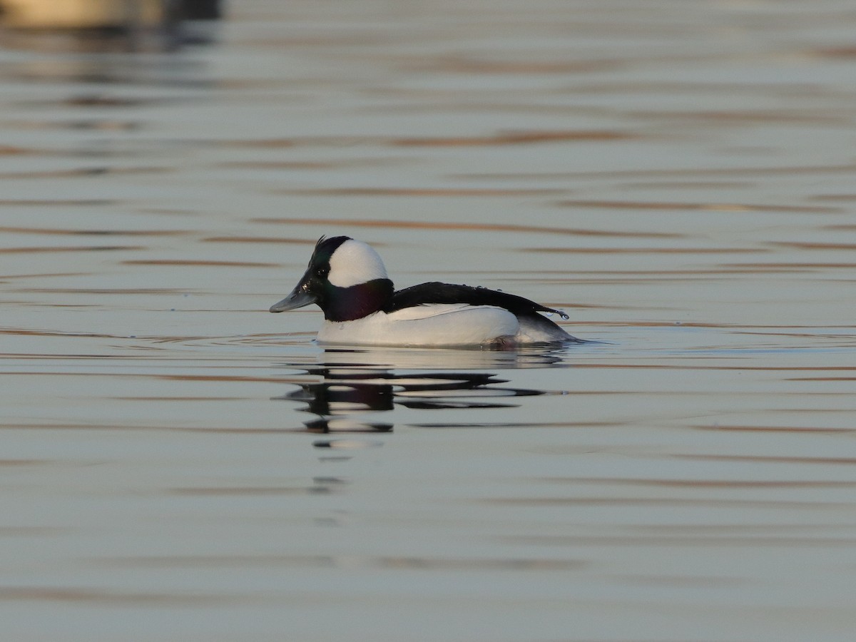 Bufflehead - ML322415011