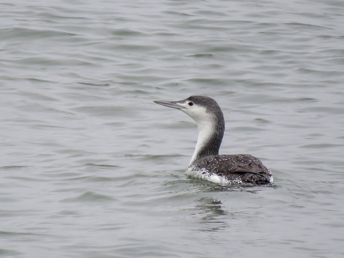 Red-throated Loon - ML322418391